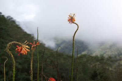 Close-up of flowers in field