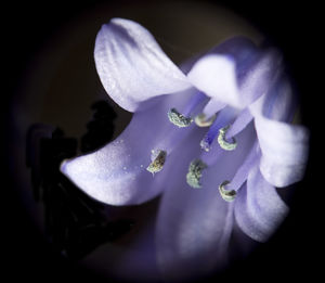 Close-up of flower blooming outdoors