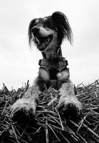 Low angle view of dog standing against sky