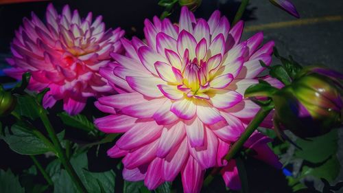 Close-up of pink flowers blooming outdoors