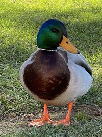 Close-up of a bird on field