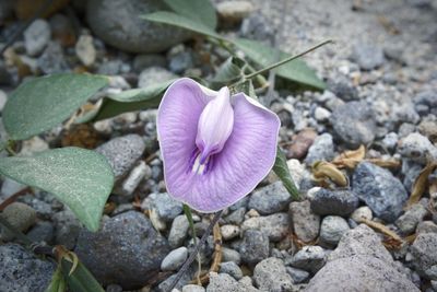 Close-up of pink flower on rock