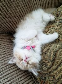 High angle view of cat lying on floor