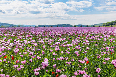 Flowering plants on field against sky