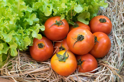 High angle view of tomatoes