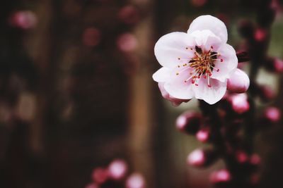 Close-up of pink cherry blossom