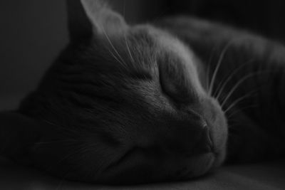 Close-up of cat sleeping at home