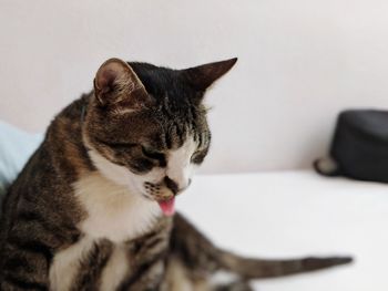 Close-up of cat relaxing at home