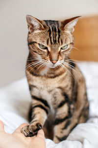 Man giving open empty hand palm to tabby cat. woman touching cats paw as sign of support, compassion 