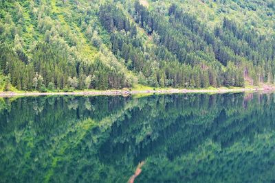 Scenic view of pine trees by lake in forest