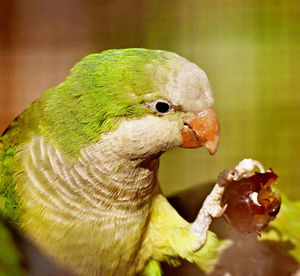 Close-up of parrot eating