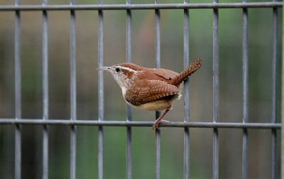 Close-up of a bird on metal fence