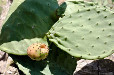 High angle view of prickly pear cactus