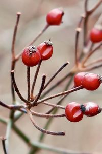 Red berries