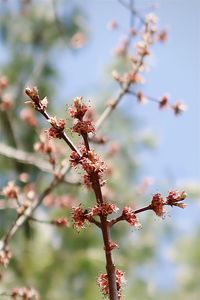 Close-up of cherry blossoms in spring