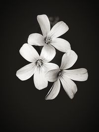 Close-up of pink flower blooming against black background