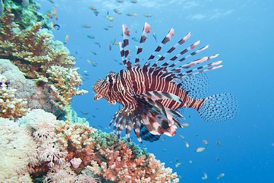 Close-up of fish swimming in sea