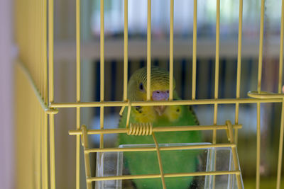 Close-up of parrot in cage