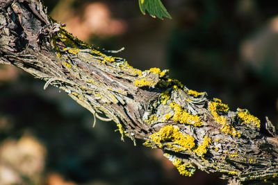 Close-up of lichen on tree trunk