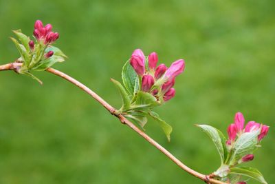 Close-up of pink flowering plant