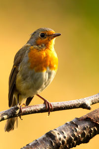 Close-up of bird perching on branch