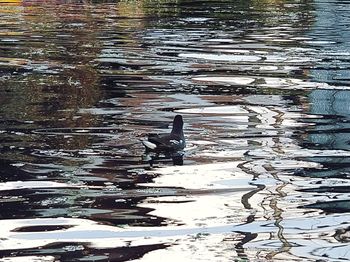 High angle view of bird swimming in lake
