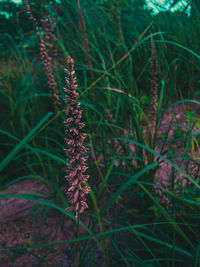 Close-up of plant growing on field