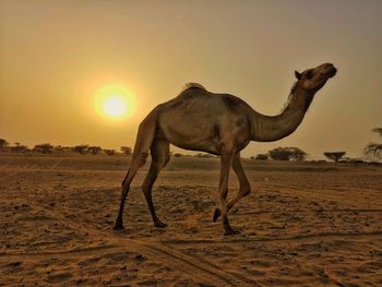 Pictures of camel with sunset in the desert of oman