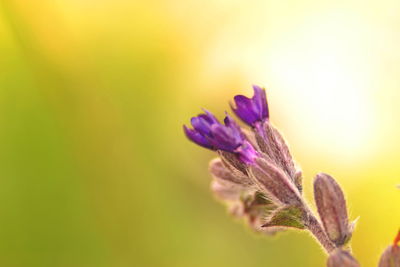 Close-up of insect on purple flower