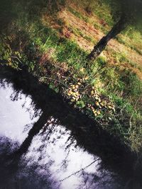 High angle view of trees in forest