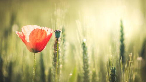 Close-up of red poppy flower on field