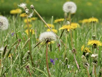 Close-up of dandelion on field