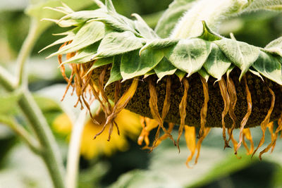 Close-up of a wilted sunflower 
