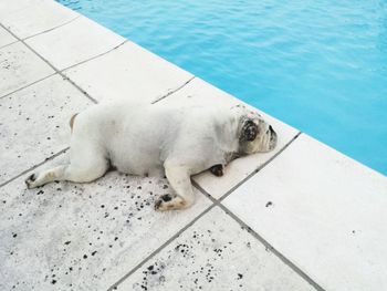High angle view of dog on swimming pool