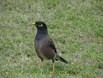 Close-up of bird perching on field