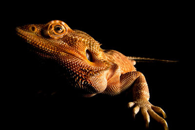 Close-up of lizard against black background