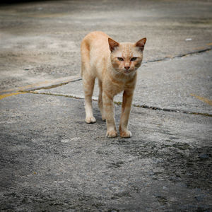 Portrait of cat on road in city