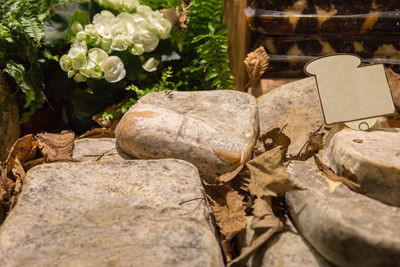 Matured cheese shapes displayed on a table with dried autumn leaves.