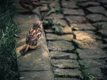 High angle view of bird perching on rock