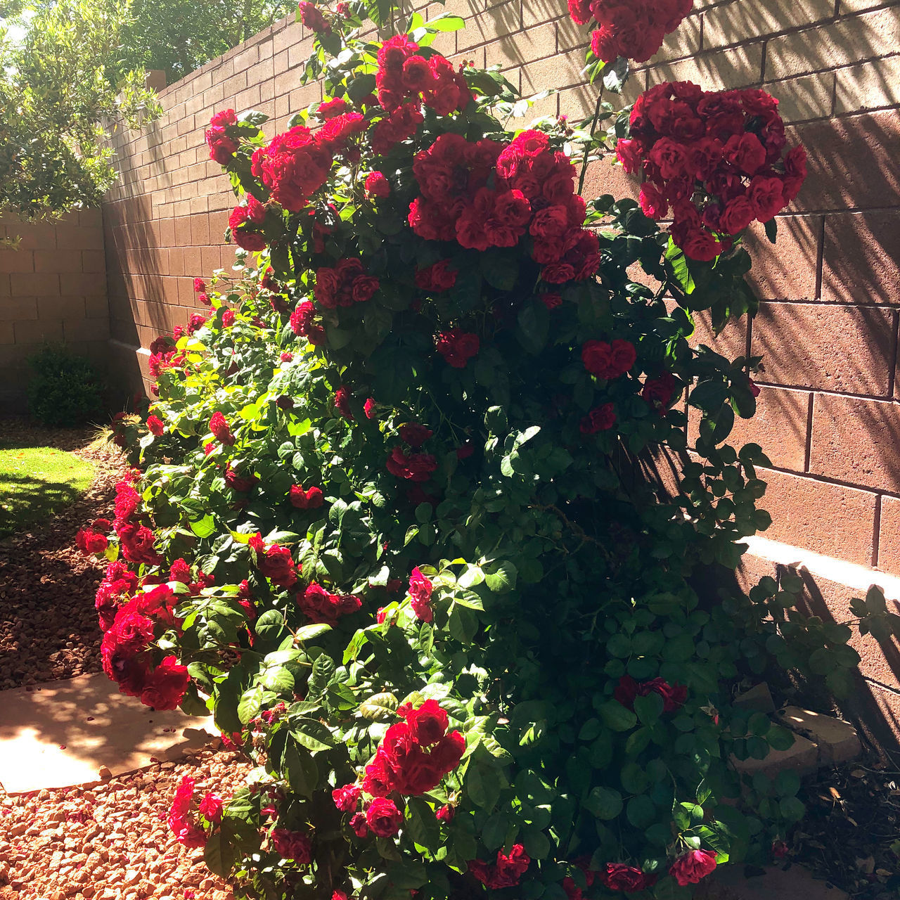 CLOSE-UP OF RED FLOWER POT