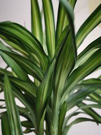 Close-up of fresh green leaves