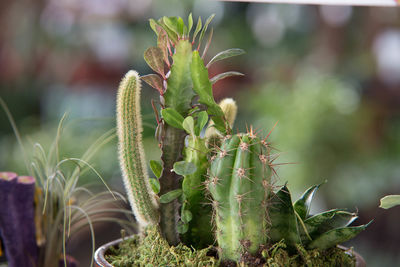 Close-up of succulent plant