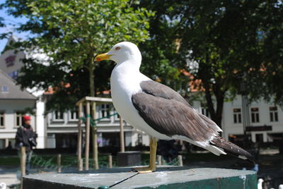 Seagull perching on a tree