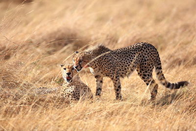 Two cheetahs on field