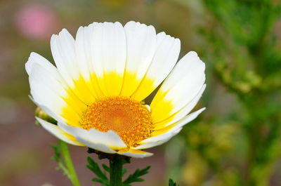 Close-up of white flower