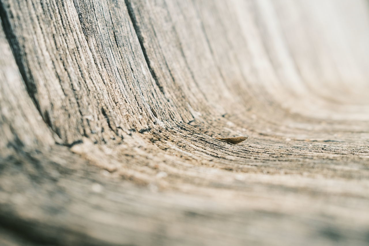 CLOSE-UP OF WOOD ON TREE TRUNK