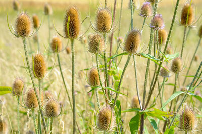 Close-up of flowering plants on field