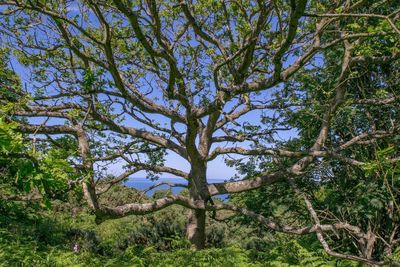 Low angle view of trees in forest