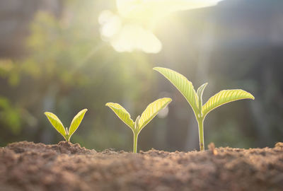 Close-up of plant growing on field