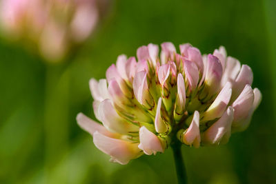 Close-up of pink flower